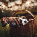 harryharoldestyles avatar