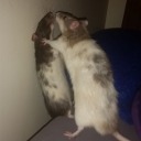 harrypotterimagined avatar