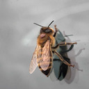 harryshoneypot avatar