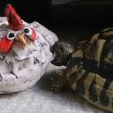 harrythetortoise avatar