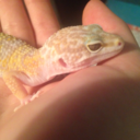 haru-theleopardgecko-blog avatar