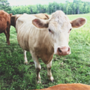 hashtagcowslife avatar