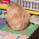 hato-hatopigeon avatar