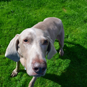 hatska-the-dragon avatar