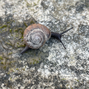 haunt-the-ikea avatar