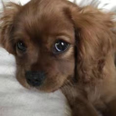 hauntedeggoafstudent avatar