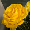 hauntedgothsharkhoagie avatar