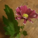 hauntedjellyfishtraveler avatar