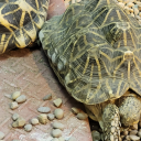 hauntedkittennerd avatar