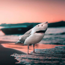 hauntedsharkbird avatar