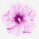 haunting-hibiscus avatar