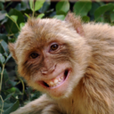 haveabananana avatar