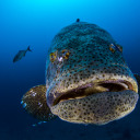 haveutriedgrouper avatar