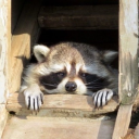 haveyouever-polls avatar