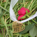 haveyouseenaslan avatar