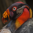 haveyouseenthisbirdpoll avatar