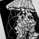 hawaii-biscuit avatar