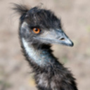 hawaiianemu avatar