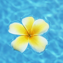hawaiiflower avatar