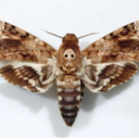 hawkmoth avatar