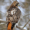 hawkspirit25-blog avatar