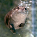 hawterotter avatar