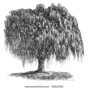 hawthorncrataegus avatar