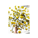 hayaletmeyenhayalett avatar