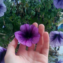 hayatanbezeninsantanesi avatar