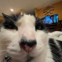 haydengiggles676 avatar