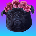 hayldog avatar