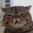 hazansenfonisi avatar