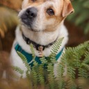 hazard-and-friends avatar