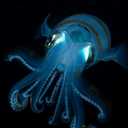 hazelcephalopod avatar