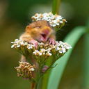 hazeldormice avatar