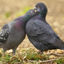 hazelnut-green avatar