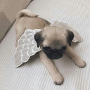 hazelnutmilkgirl avatar