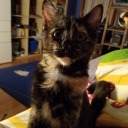 hazeltortie avatar