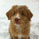 hazey-magnolia avatar