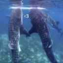 head-empty-only-shark avatar