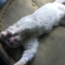 head-scritches avatar