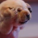 headache-puppy-blog avatar