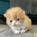 headbangeeeeerrrr avatar