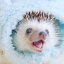 headofhaushold avatar