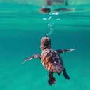 healing-a-ngel avatar