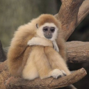 healingclouds avatar