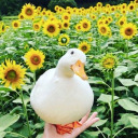 healingduck avatar