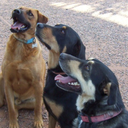 health4uandpets avatar