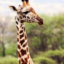 healthy-life-awaits avatar