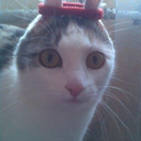 heap-of-penguins avatar